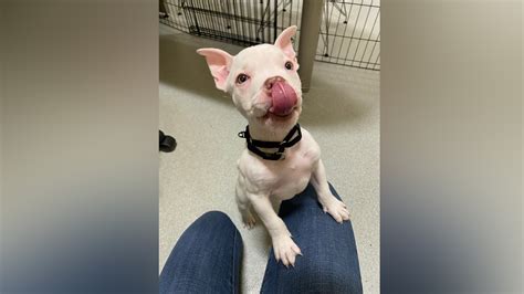 A little ‘Smudge’: MSPCA takes in tiny pup found on streets of Boston and in need of surgery
